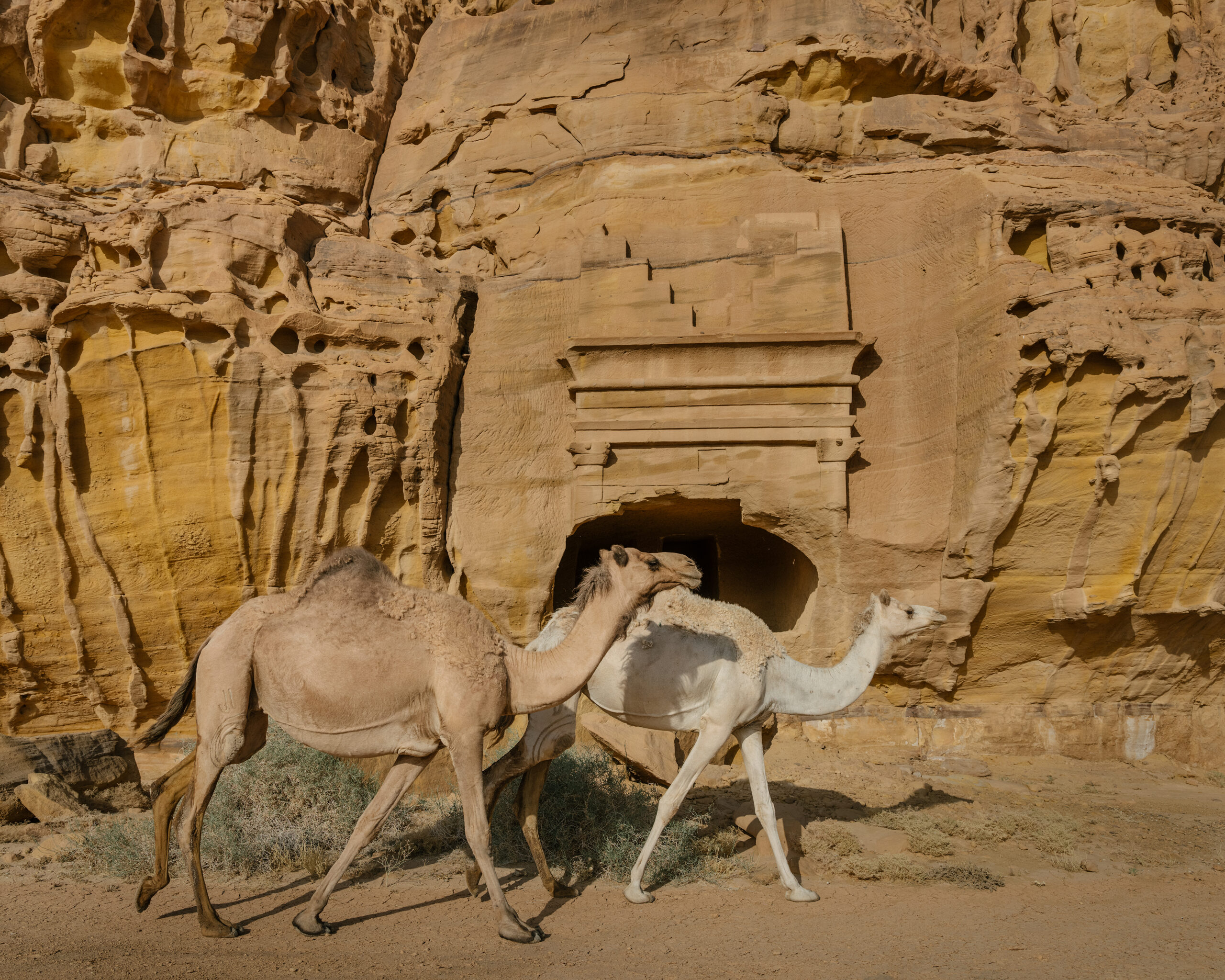 Camel herders inside Hegra near twin tomb. Visit to Al Ula's heritage sites and cultural attraction, including Unesco heritage site.